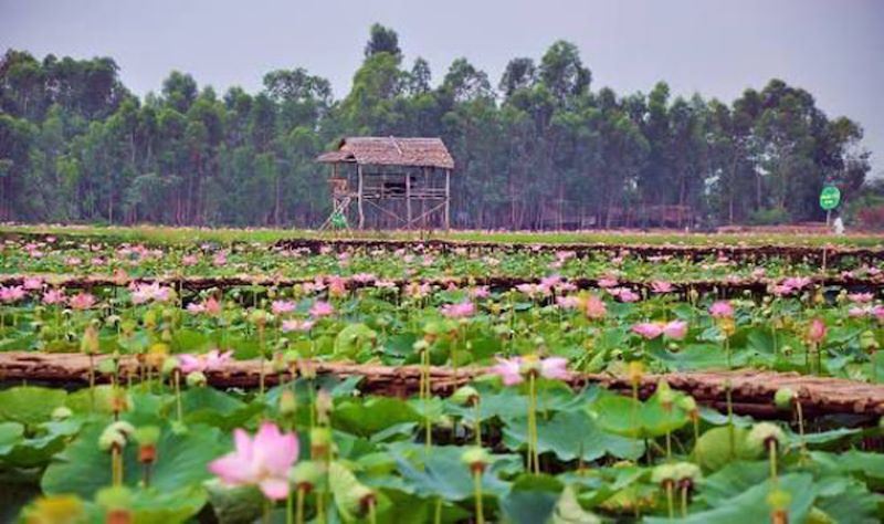 Đến với các điểm du lịch đồng tháp không thể không tham quan Đồng Sen Tháp Mười