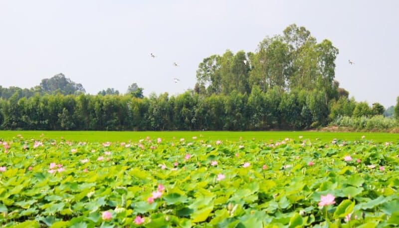 Chiêm ngưỡng hồ sen và lưu lại khoảnh khắc đẹp